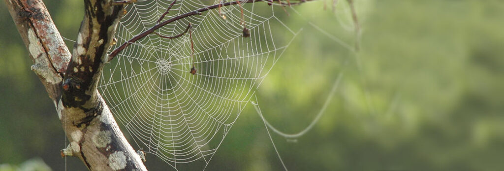 Los 7 Mejores Trucos para Atraer y Captar Talento