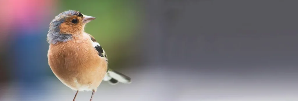 Publicar Ofertas de Empleo en Twitter: Un MUST del Reclutamiento