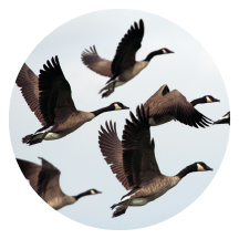 webinar portales de empleo inbound recruiting